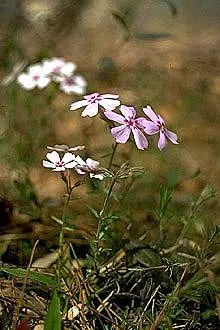 David Phlox (Phlox Paniculata 'David') — in well-drained soil with a pH leaning towards neutral to slightly alkaline.<br><br>With its upright habit