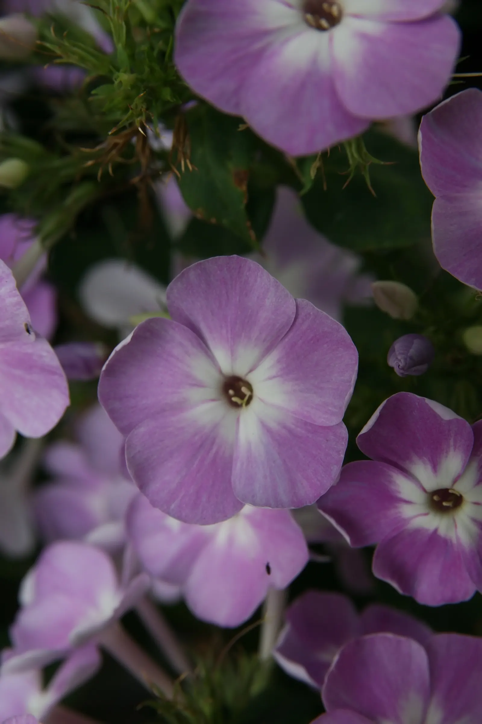 David Phlox (Phlox Paniculata 'David') — It thrives in well-draining soil with full sun to partial shade