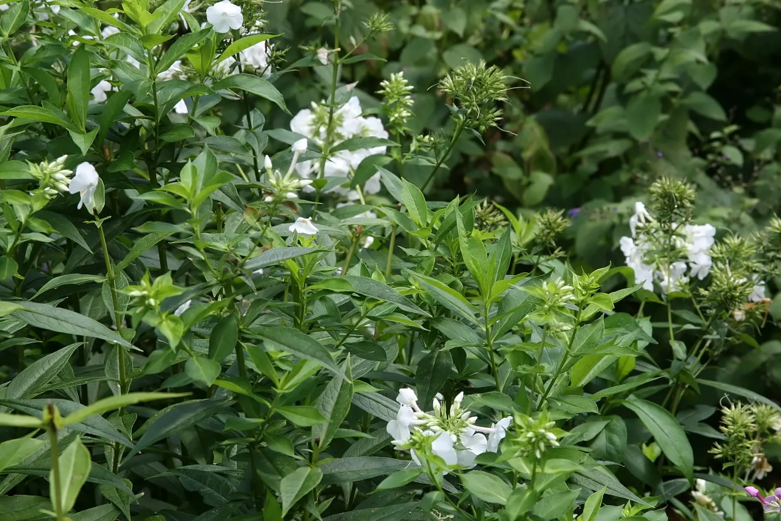 David Phlox (Phlox Paniculata 'David') — is a perennial plant lauded for its showy; in addition to being aesthetically pleasing