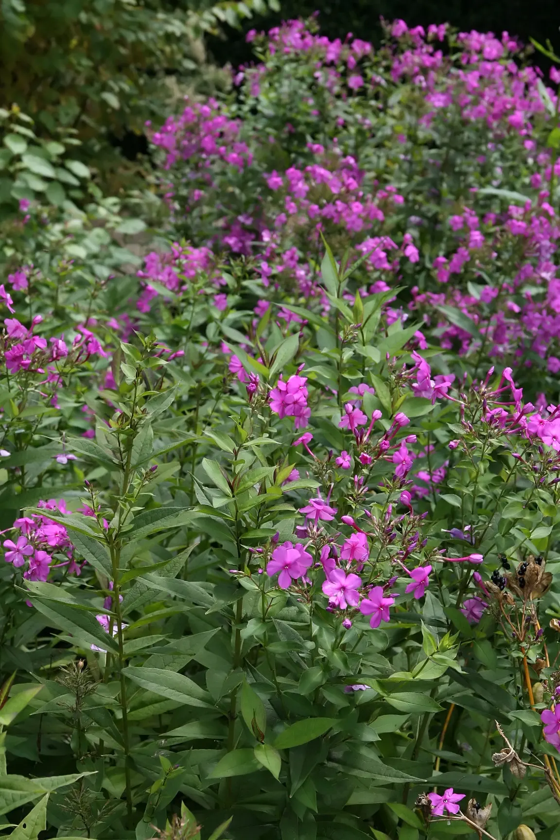 David Phlox (Phlox Paniculata 'David') — perennial for full or half; you invite both visual charm and sweet fragrance into the garden setting