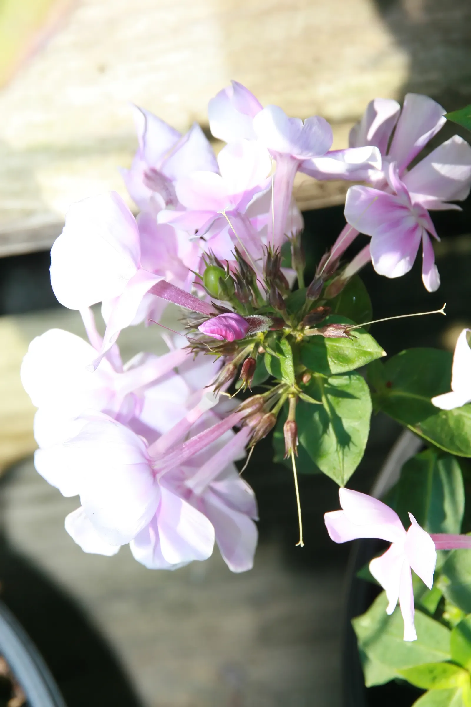 David Phlox (Phlox Paniculata 'David') — fragrant blooms and robust disease resistance; white flowers in the garden