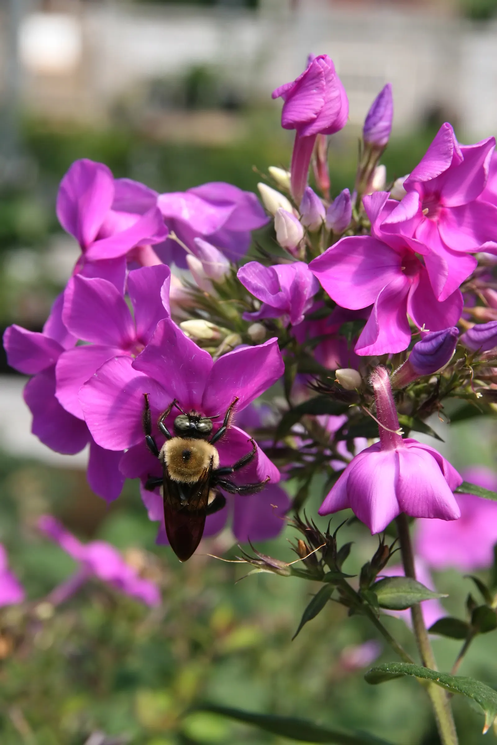 David Phlox (Phlox Paniculata 'David') — This cultivar showcases dense clusters of pure white flowers that emit a sweet aroma