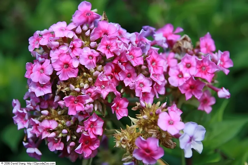 David Phlox (Phlox Paniculata 'David') — white flowers in the garden