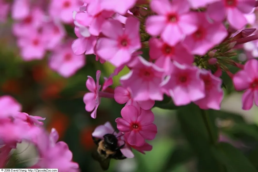 David Phlox (Phlox Paniculata 'David') — This cultivar showcases dense clusters of pure white flowers that emit a sweet aroma; commonly referred to, image 56
