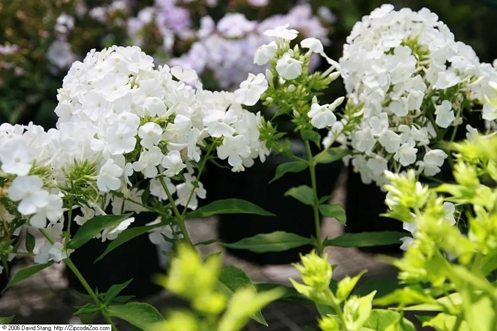 David Phlox (Phlox Paniculata 'David') — David Phlox serves well as a backdrop in borders or as part of a cottage garden theme; phlox paniculata 'David'
