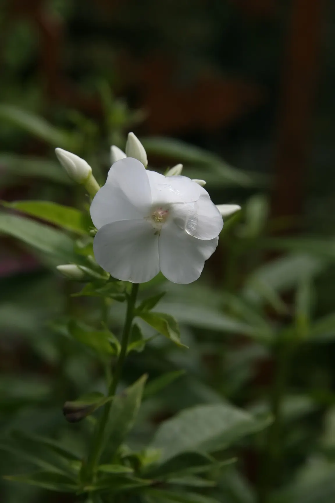 David Phlox (Phlox Paniculata 'David') — David Phlox becomes a focal point in any garden; pinch back stems after the initial flowering to encourage a bushier