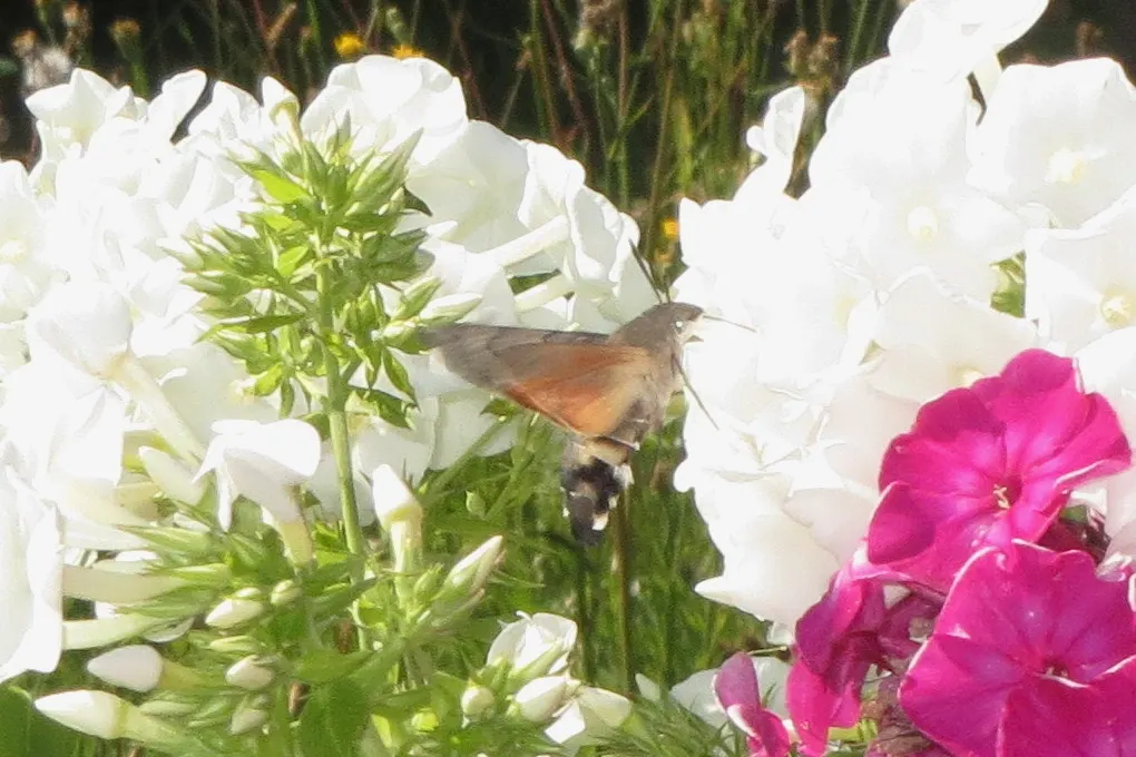 David Phlox (Phlox Paniculata 'David') — Provide regular watering, especially during dry spells, to maintain moisture