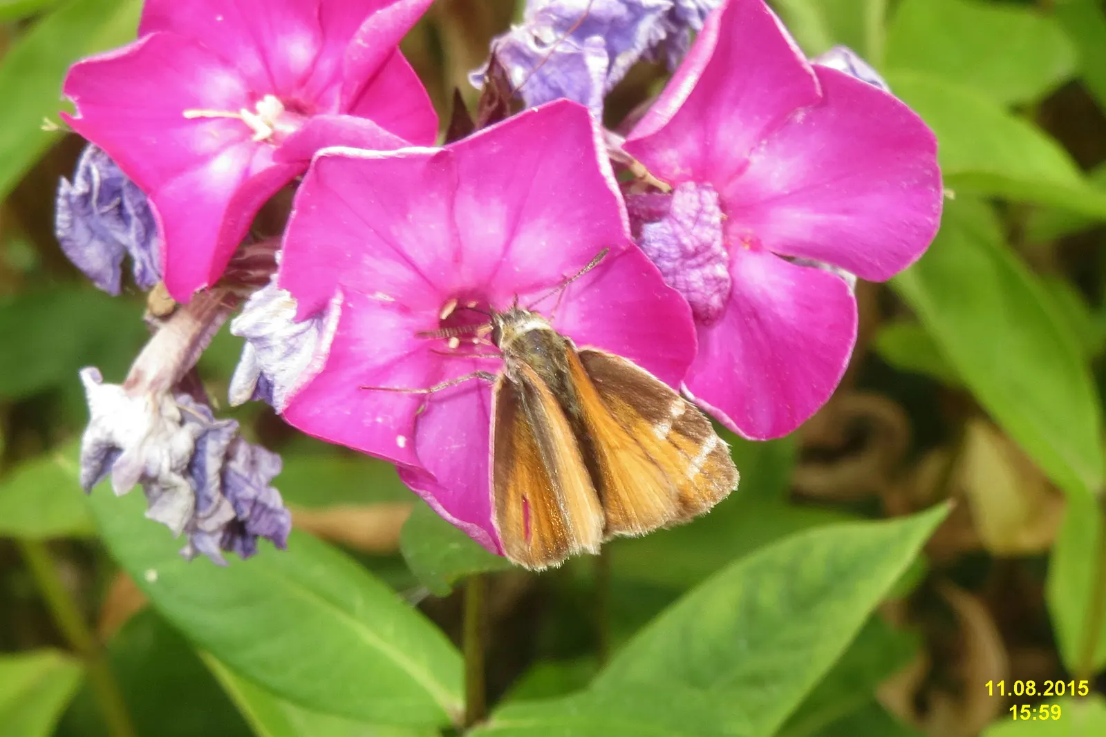 David Phlox (Phlox Paniculata 'David') — perennial with white blooms