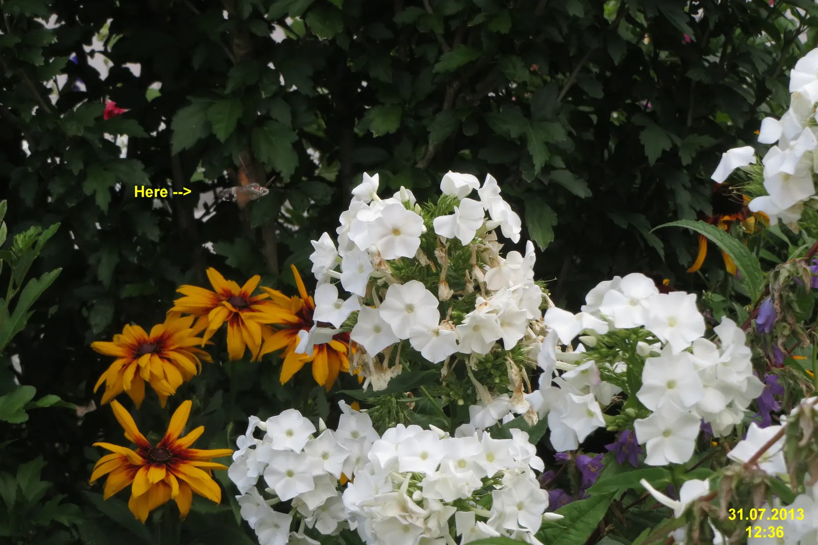 David Phlox (Phlox Paniculata 'David') — commonly referred to as David Phlox