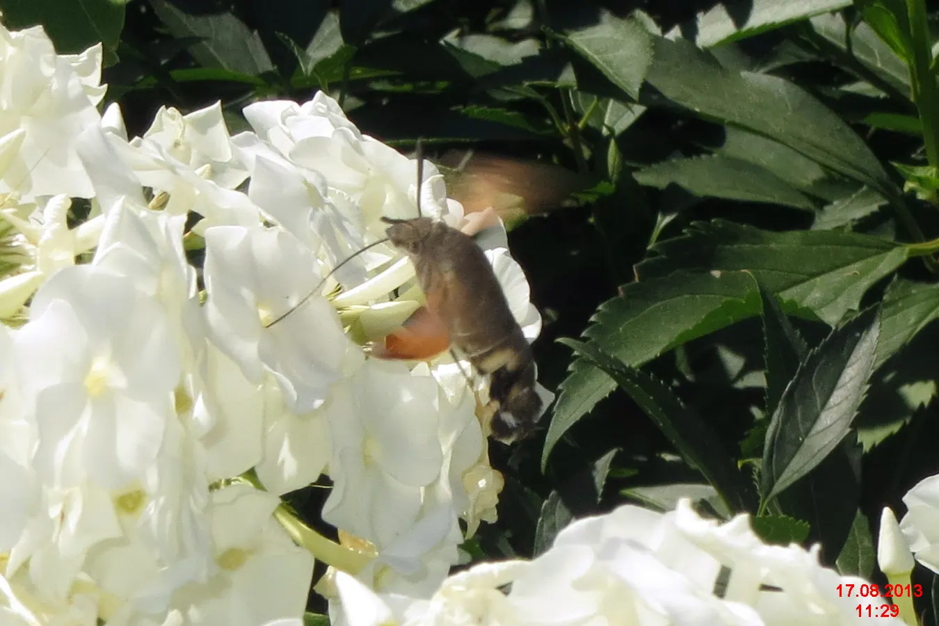 David Phlox (Phlox Paniculata 'David') — Phlox paniculata 'David' attracts pollinators such as butterflies and hummingbirds