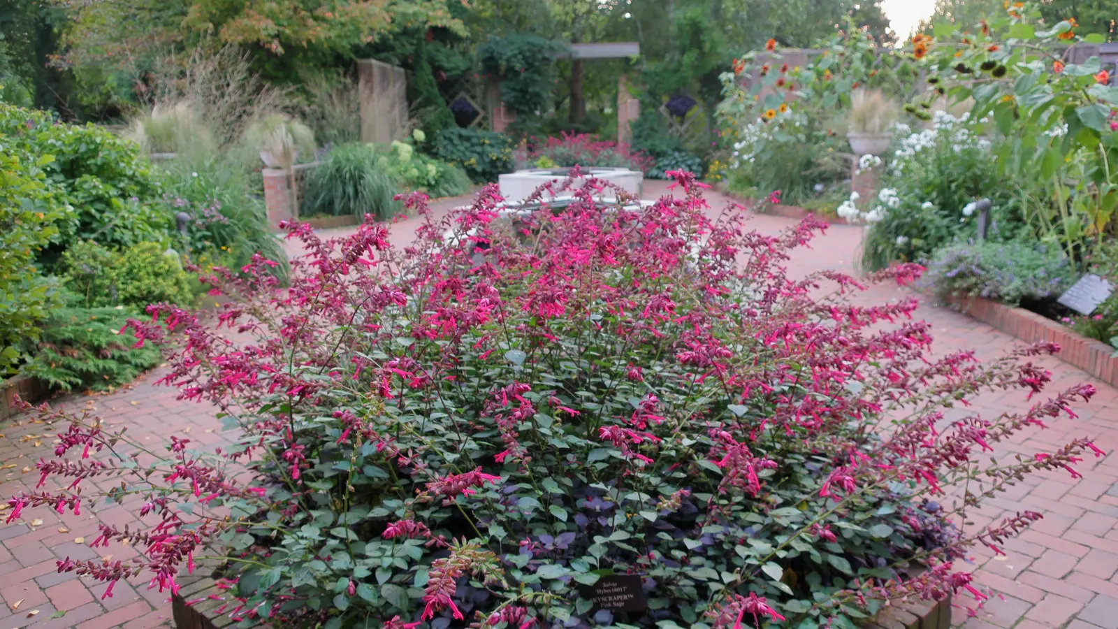 David Phlox (Phlox Paniculata 'David') — this summer bloomer is prized for its ability to attract pollinators; provide regular watering, especially, image 51