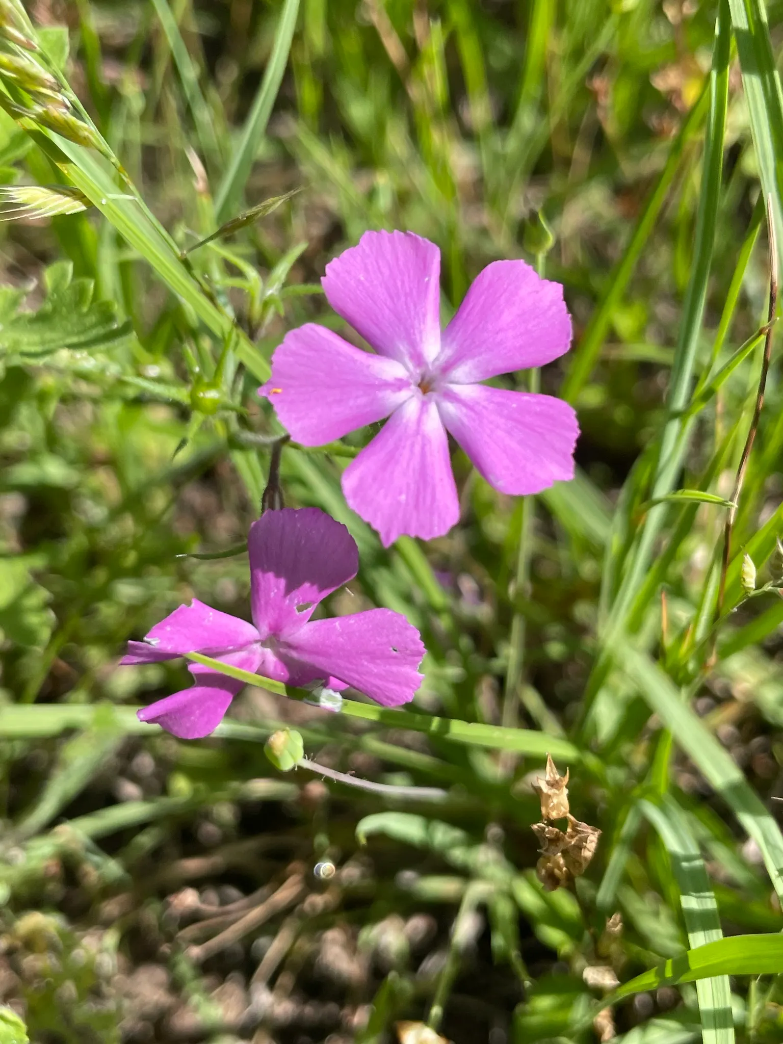 David Phlox (Phlox Paniculata 'David') — Pinch back stems after the initial flowering to encourage a bushier growth habit and possibly a second bloom; david