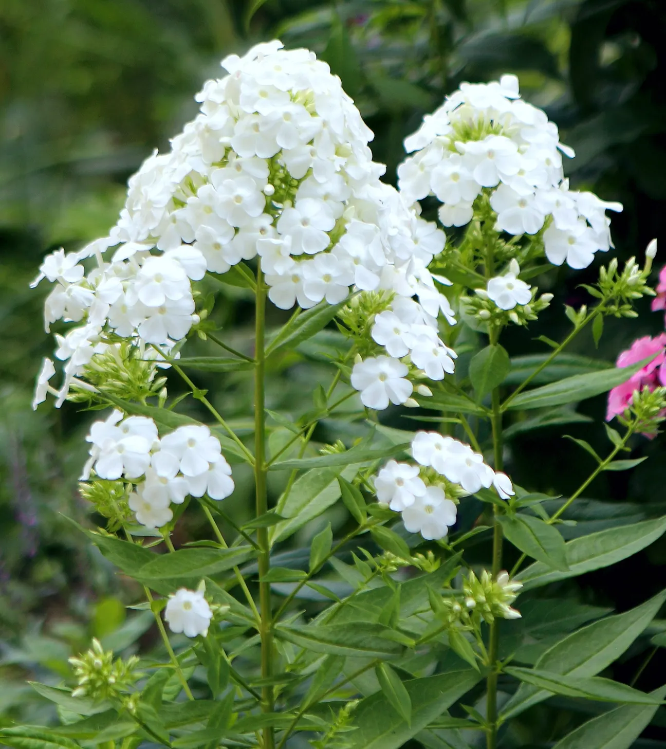 David Phlox (Phlox Paniculata 'David') — confirming its adaptability to a variety of climates; by incorporating David Phlox into the landscape