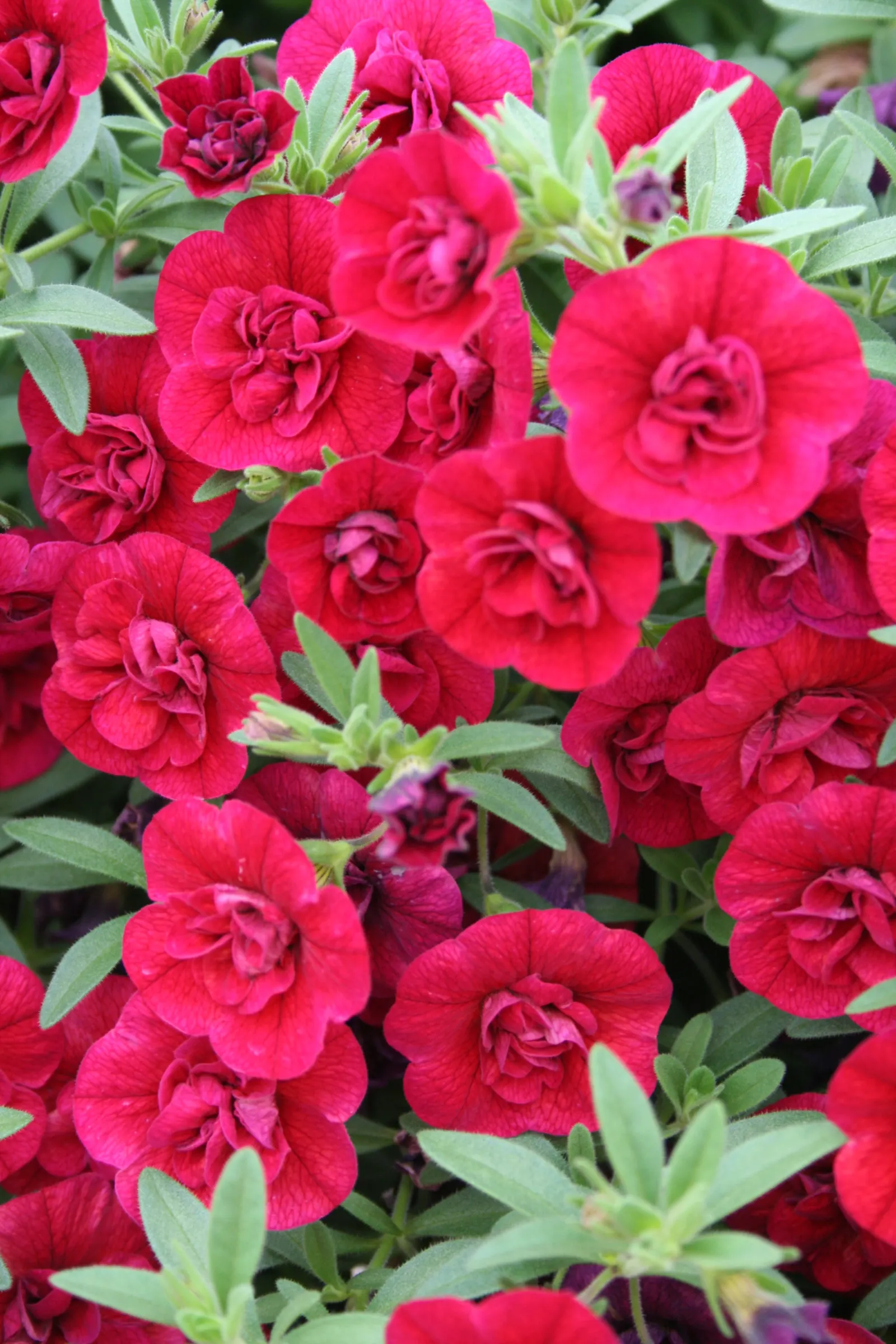 Double Ruby Double Calibrachoa — The most common impact of this is that Iron can no longer be taken up by the plant