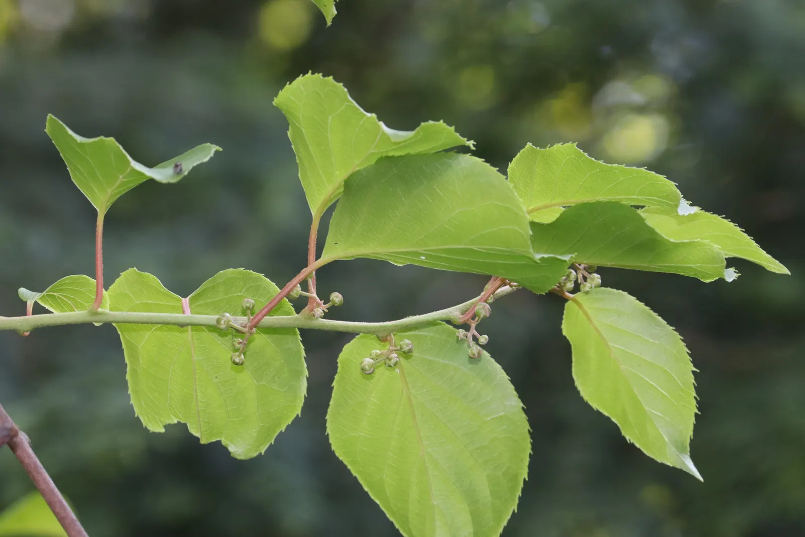 Bower Or Hardy Actinidia (Actinidia Arguta) — albeit much smaller than the common grocery store varieties.<br><br>A dioecious plant