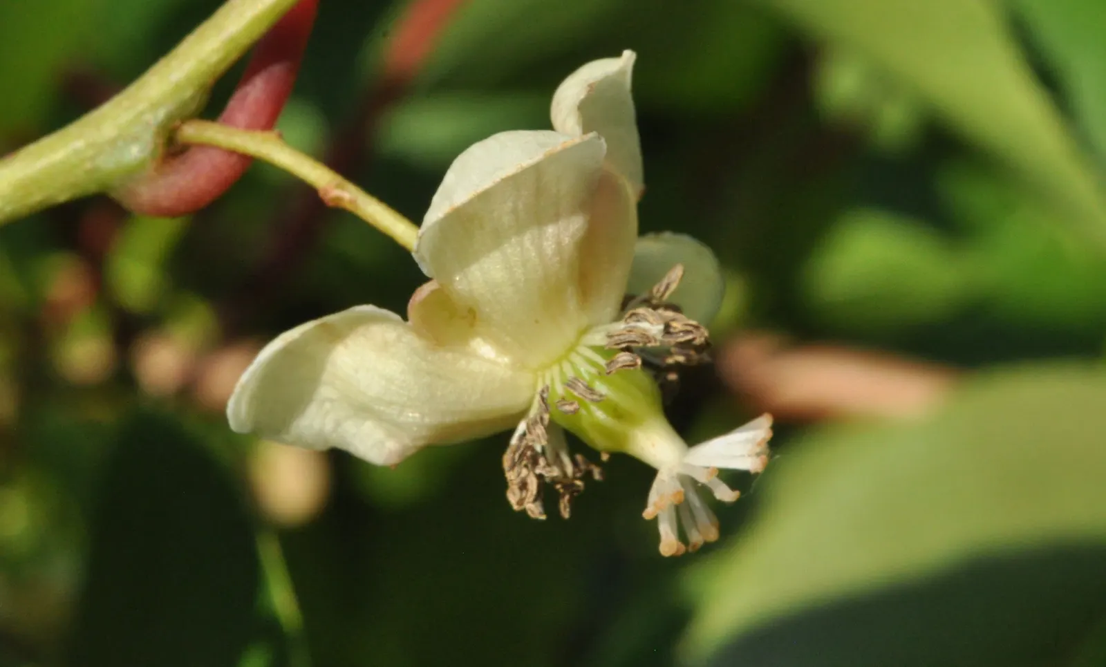 Bower Or Hardy Actinidia (Actinidia Arguta) — it produces male and female flowers on separate plants - hence