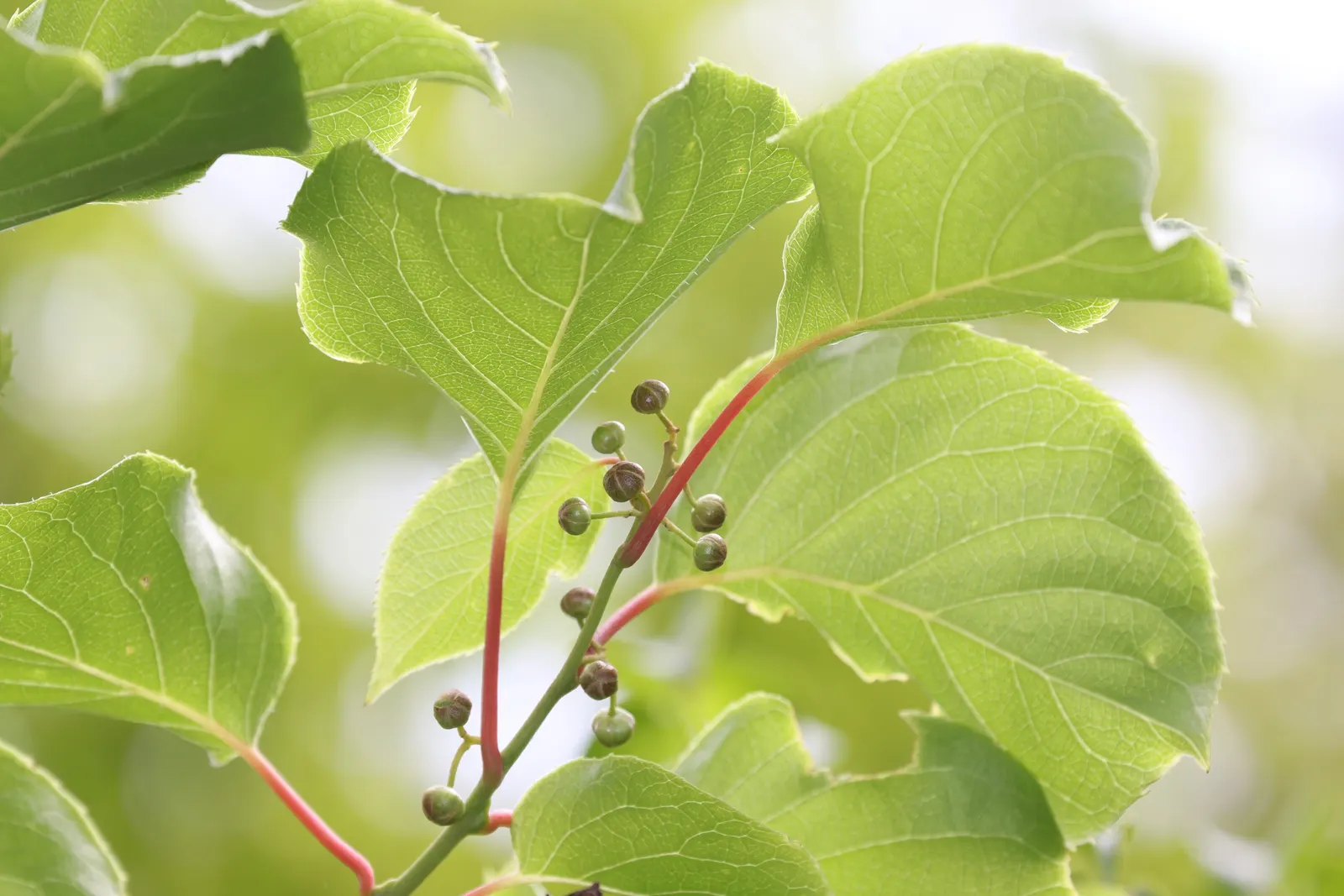 Bower Or Hardy Actinidia (Actinidia Arguta) — Actinidia arguta, also known as Hardy Kiwi or Bower Actinidia, is a vigorous, perennial vine