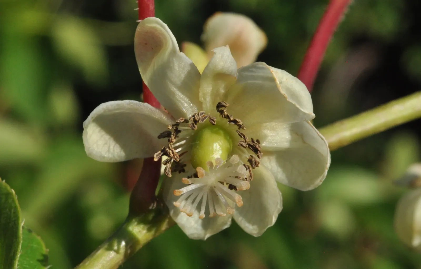 Bower Or Hardy Actinidia (Actinidia Arguta) — vine for full or half or shade