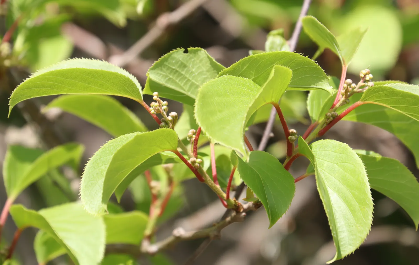 Bower Or Hardy Actinidia (Actinidia Arguta) — scientifically known as Actinidia arguta; about half an inch across