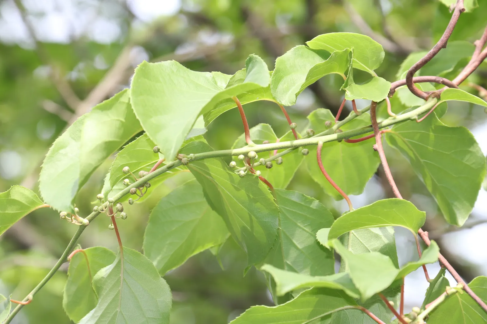 Bower Or Hardy Actinidia (Actinidia Arguta) — From late spring to early summer