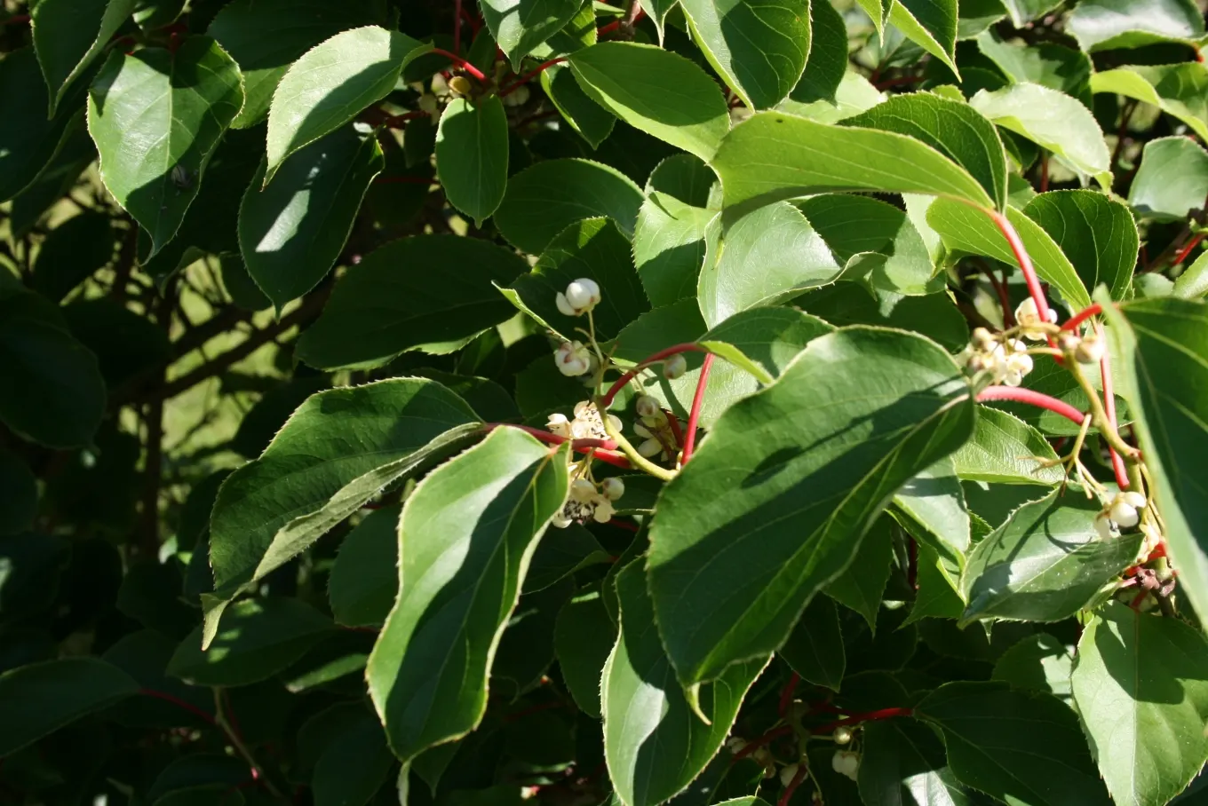 Bower Or Hardy Actinidia (Actinidia Arguta) — Plant trellises are recommended to support its maximum 20-foot spread; provides a touch of vibrant forestry