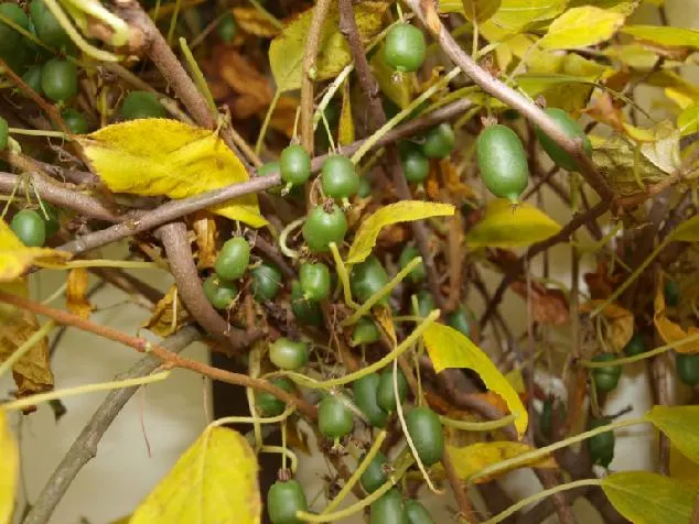Bower Or Hardy Actinidia (Actinidia Arguta) — this vigorous climber is known for its ability to withstand temperatures as low as -25 degrees Fahrenheit; making