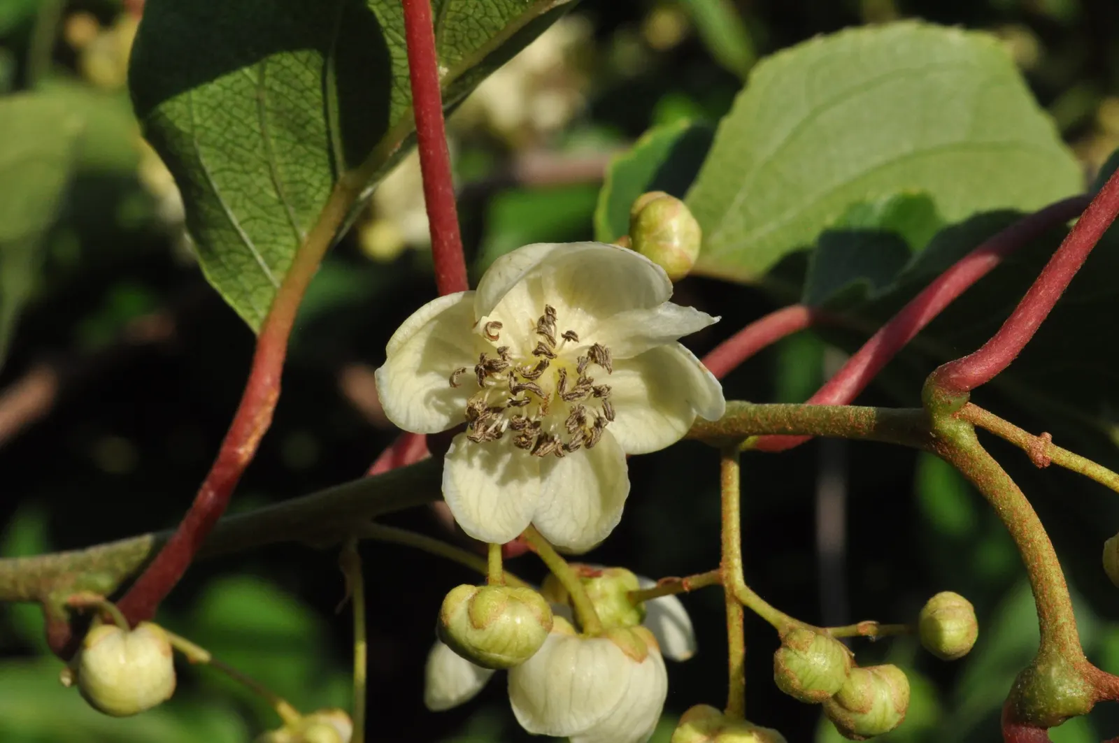 Bower Or Hardy Actinidia (Actinidia Arguta) — provides a touch of vibrant forestry elegance and practicality to any landscape