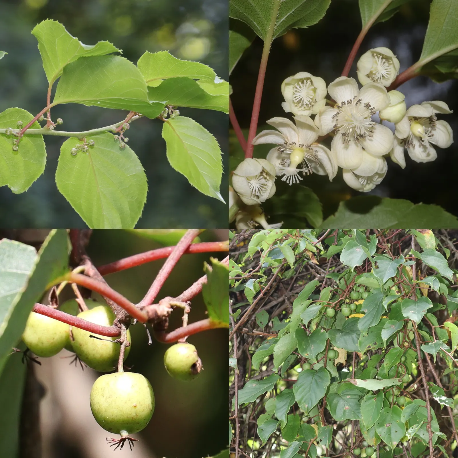Bower Or Hardy Actinidia (Actinidia Arguta) — this vigorous climber is known for its ability to withstand temperatures as low as -25 degrees Fahrenheit