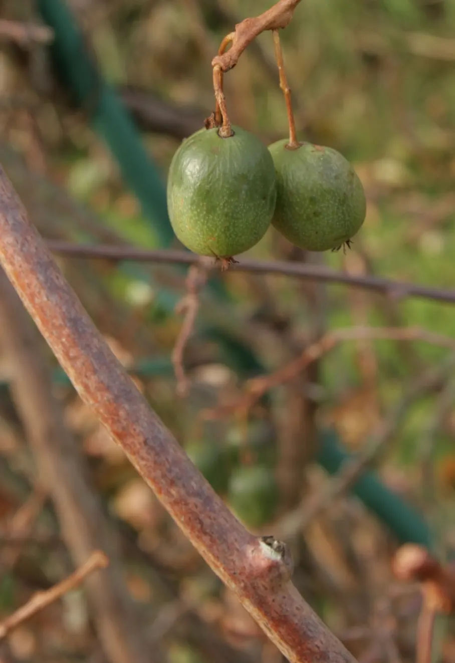 Bower Or Hardy Actinidia (Actinidia Arguta) — provides a touch of vibrant forestry elegance and practicality to any landscape; makes it a delightful and useful