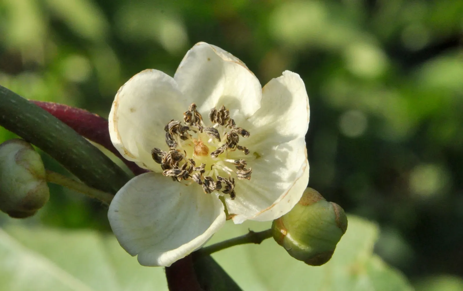 Bower Or Hardy Actinidia (Actinidia Arguta) — From late spring to early summer; scientifically known as Actinidia arguta