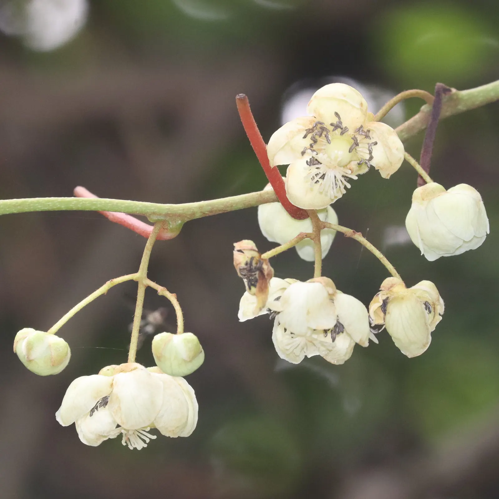 Bower Or Hardy Actinidia (Actinidia Arguta) — the plant produces fragrant white flowers