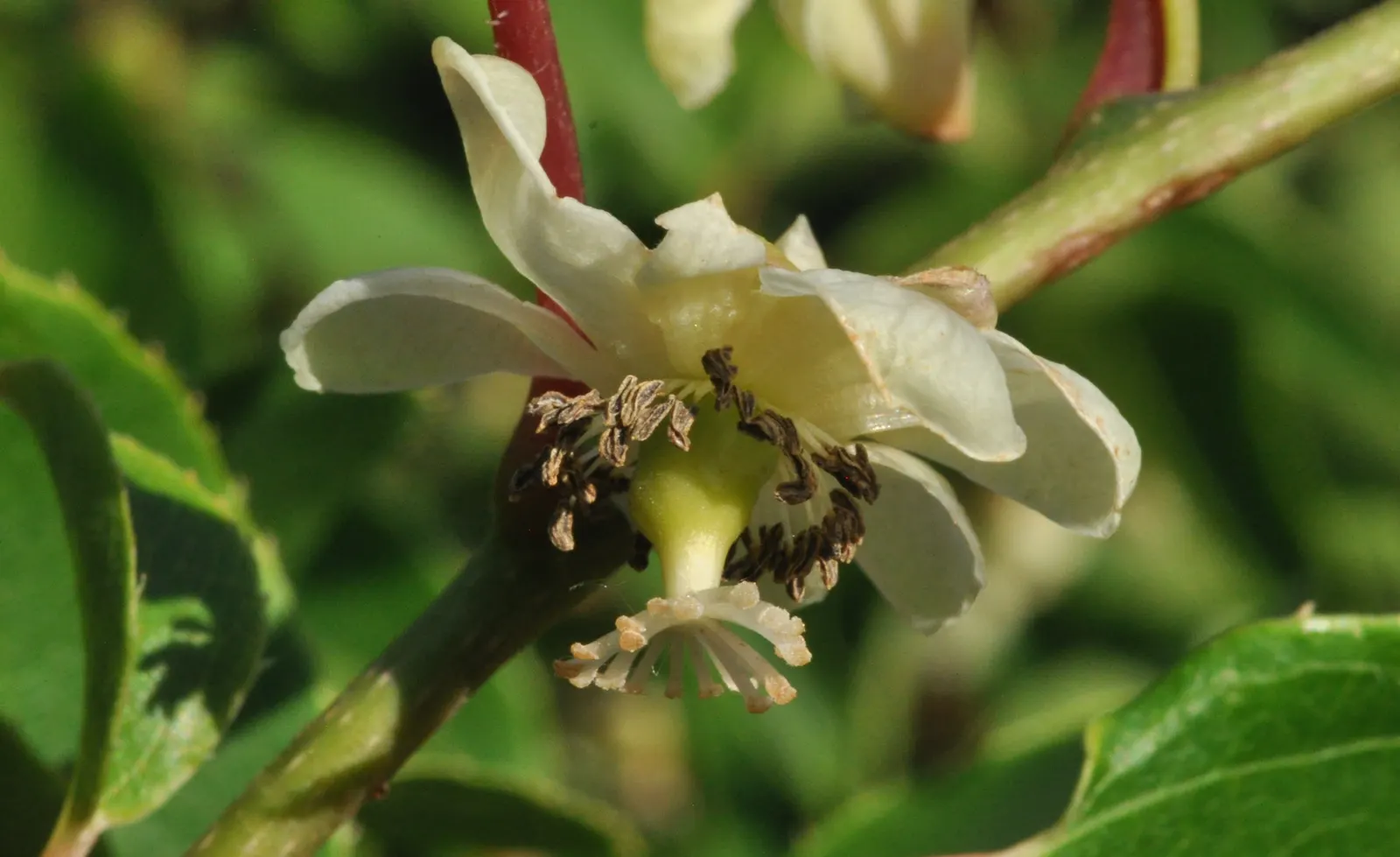 Bower Or Hardy Actinidia (Actinidia Arguta) — fulfilling both aesthetic and culinary desires