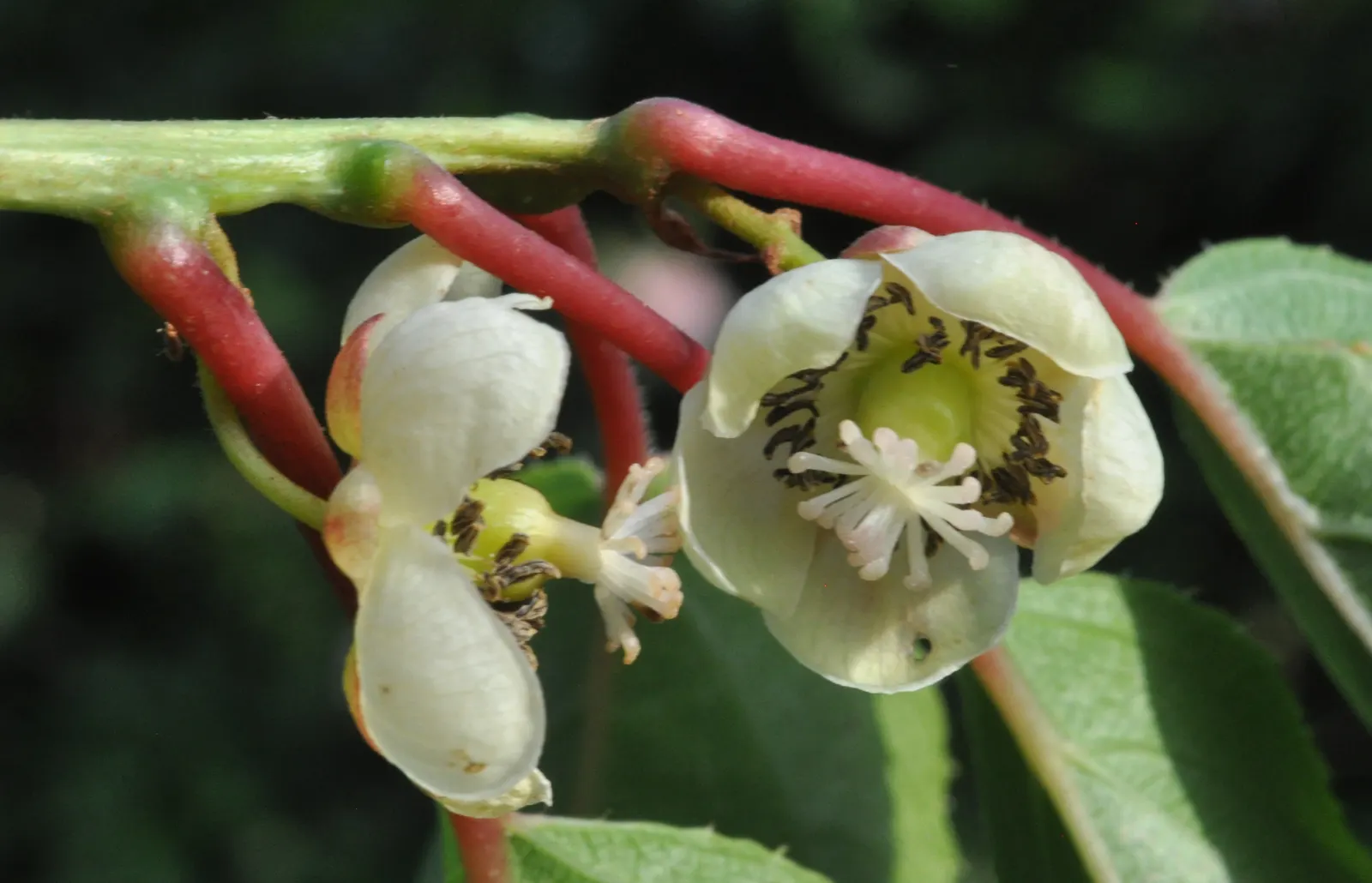 Bower Or Hardy Actinidia (Actinidia Arguta) — This cold-hardy plant can endure temperatures as low as -25°F, making it suitable for USDA Zones 4-8; it's