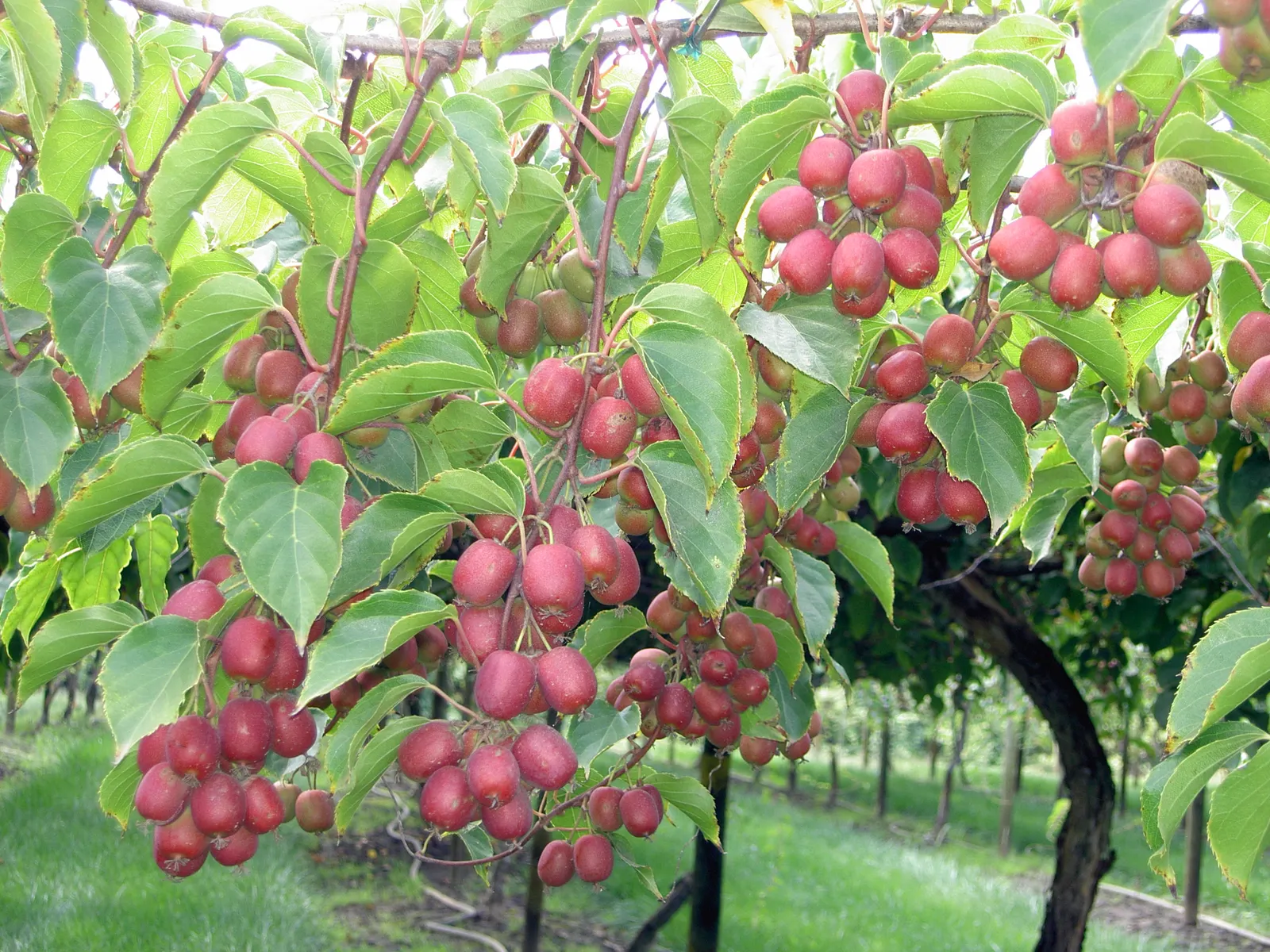 Bower Or Hardy Actinidia (Actinidia Arguta) — about half an inch across