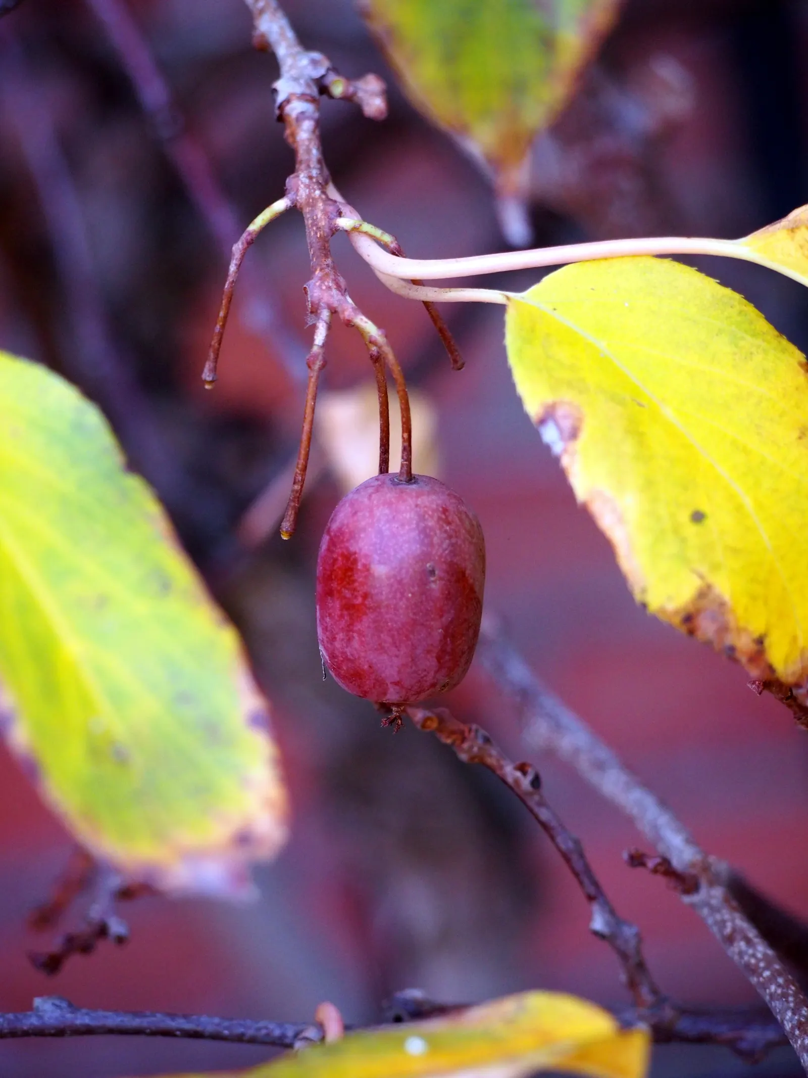 Bower Or Hardy Actinidia (Actinidia Arguta) — It features bright green, heart-shaped leaves and bears small, aromatic fruits with a smooth skin; its twining