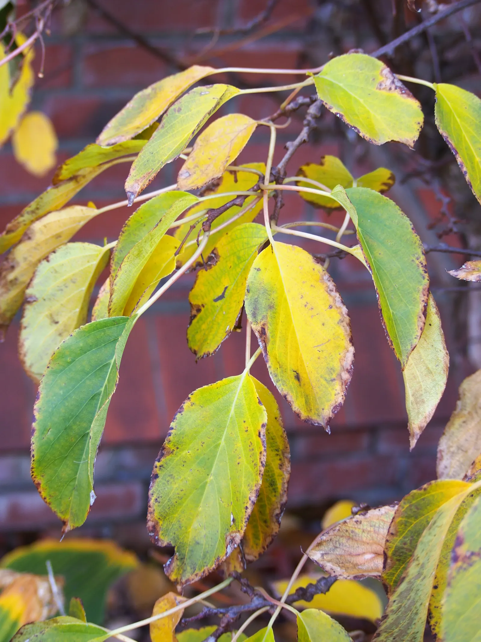 Bower Or Hardy Actinidia (Actinidia Arguta) — Hardy in USDA zones 4 through 8