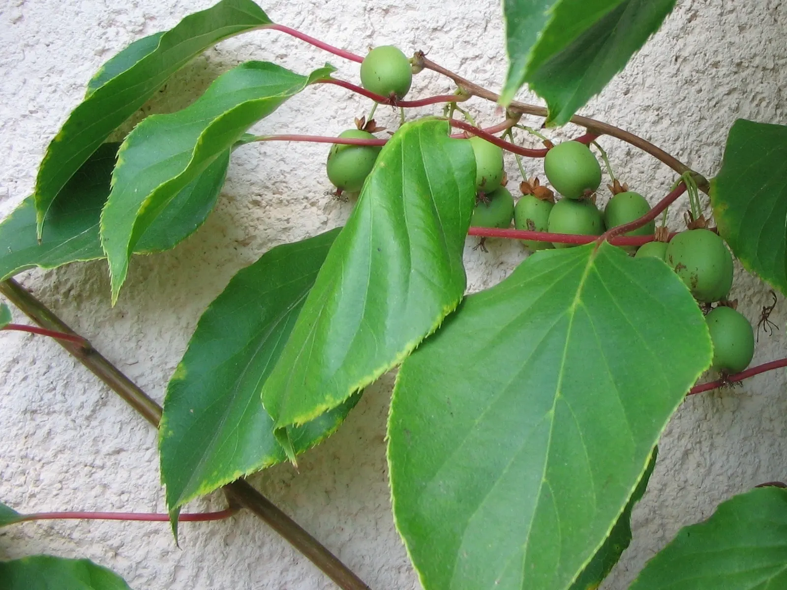 Bower Or Hardy Actinidia (Actinidia Arguta) — Actinidia arguta, also known as Hardy Kiwi or Bower Actinidia, is a vigorous, perennial vine; for optimal growth