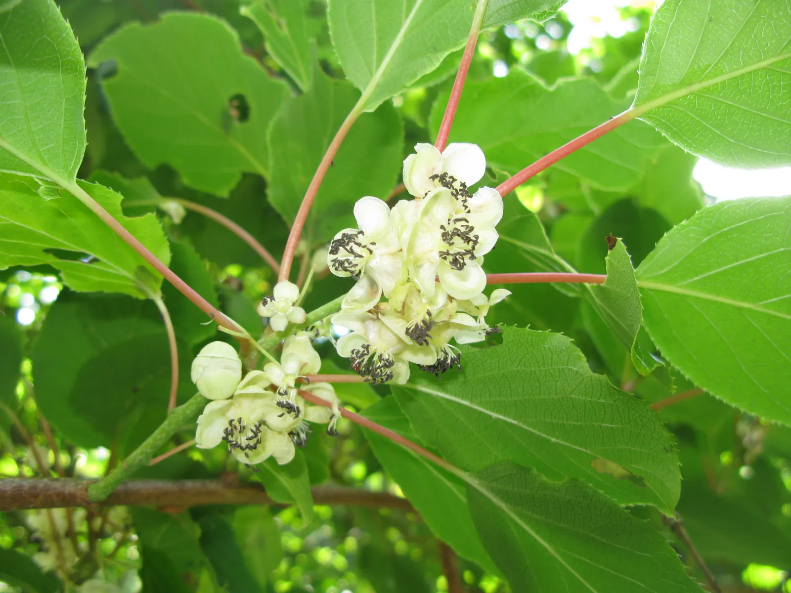 Bower Or Hardy Actinidia (Actinidia Arguta) — vine with white blooms