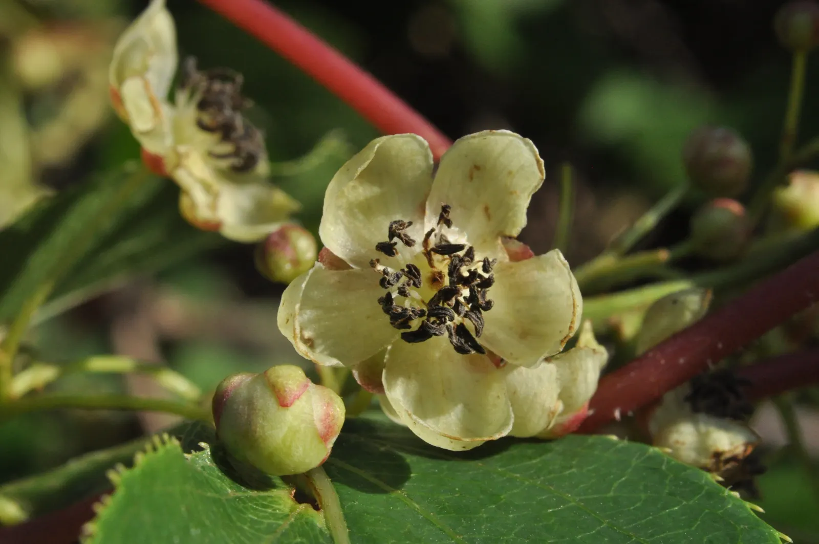 Bower Or Hardy Actinidia (Actinidia Arguta) — which later develop into the characteristic smooth-skinned