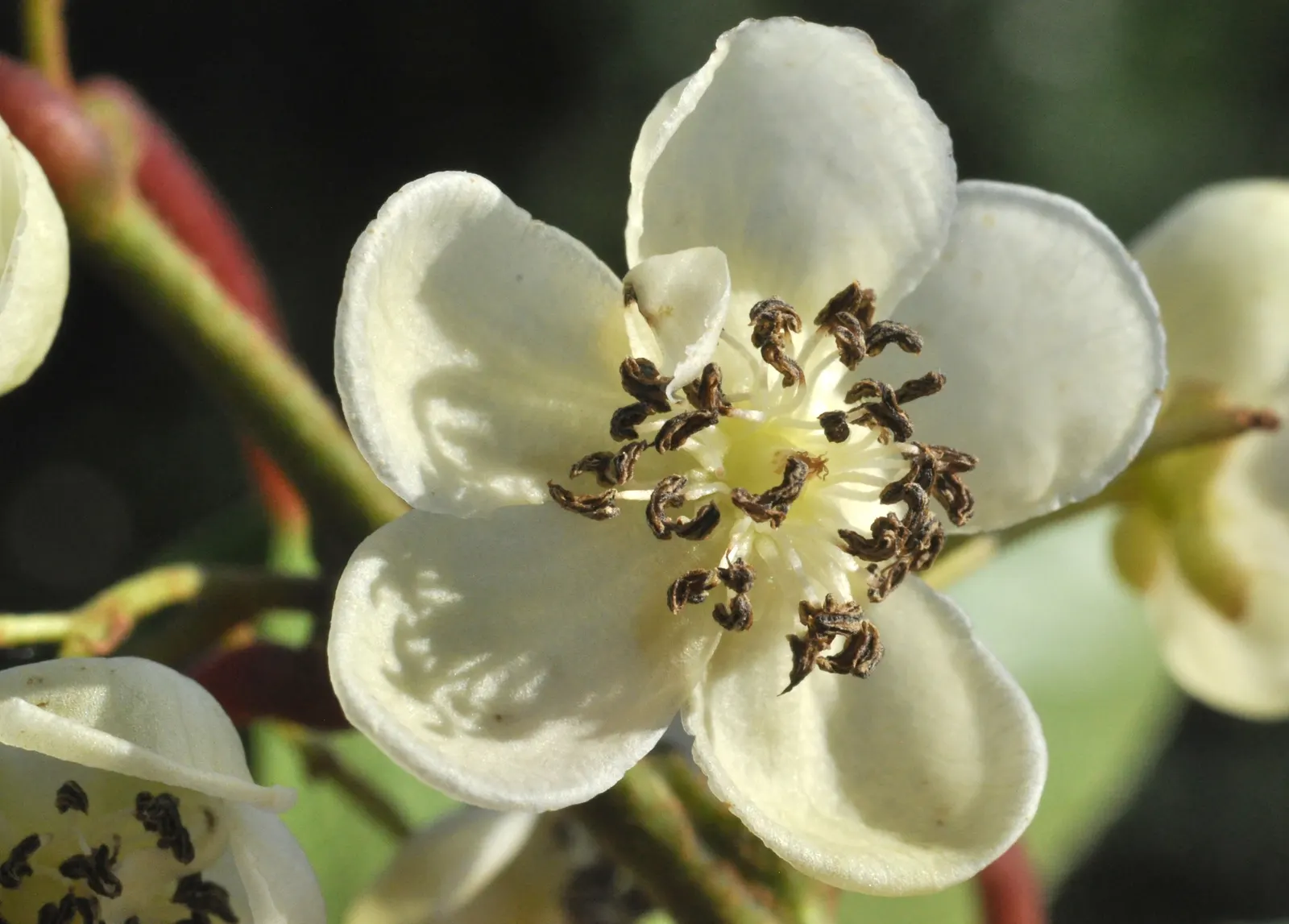 Bower Or Hardy Actinidia (Actinidia Arguta) — Its twining vines can stretch up to 40 feet long and about 10 feet wide; vine with white blooms
