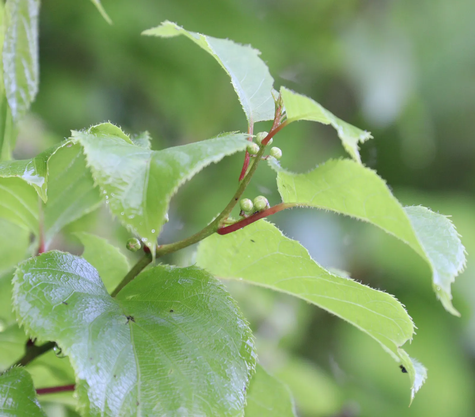 Bower Or Hardy Actinidia (Actinidia Arguta) — the plant produces fragrant white flowers, image 38
