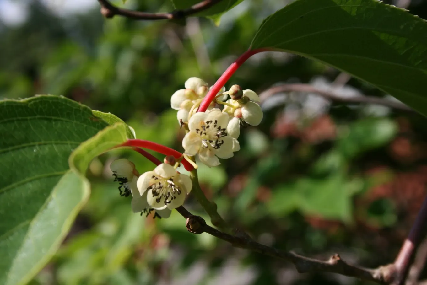 Bower Or Hardy Actinidia (Actinidia Arguta) — about half an inch across; paired with its ornamental and edible qualities