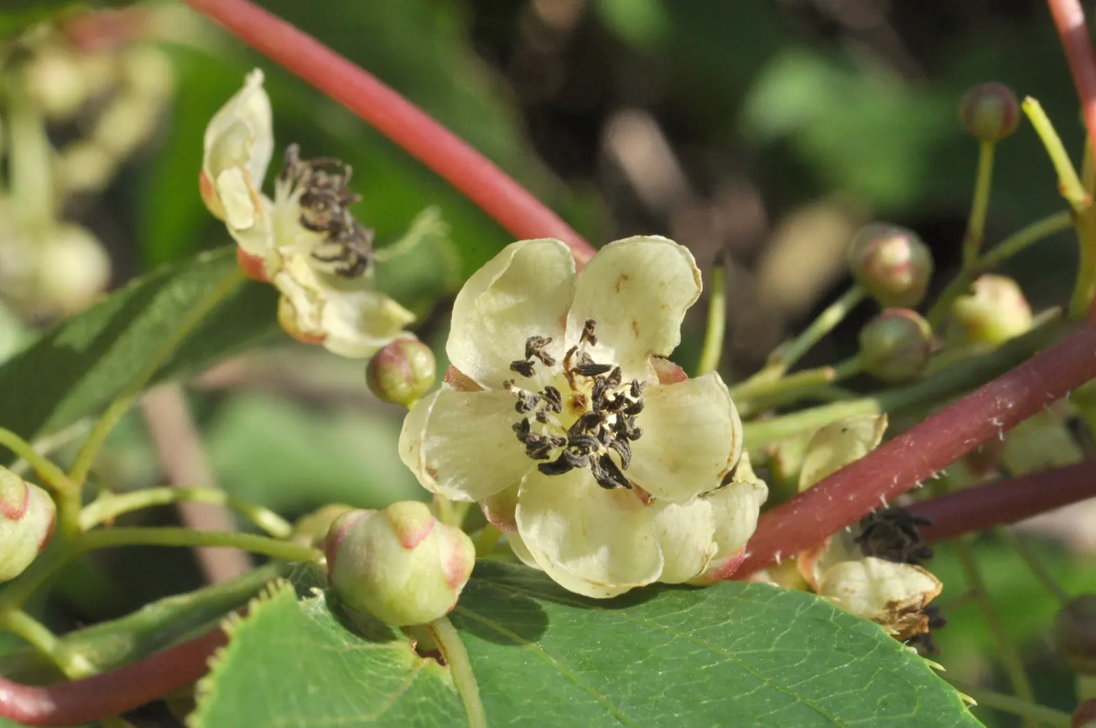 Bower Or Hardy Actinidia (Actinidia Arguta) — Hardy in USDA zones 4 through 8; this cold-hardy plant can endure temperatures as low as -25&deg;F, making it
