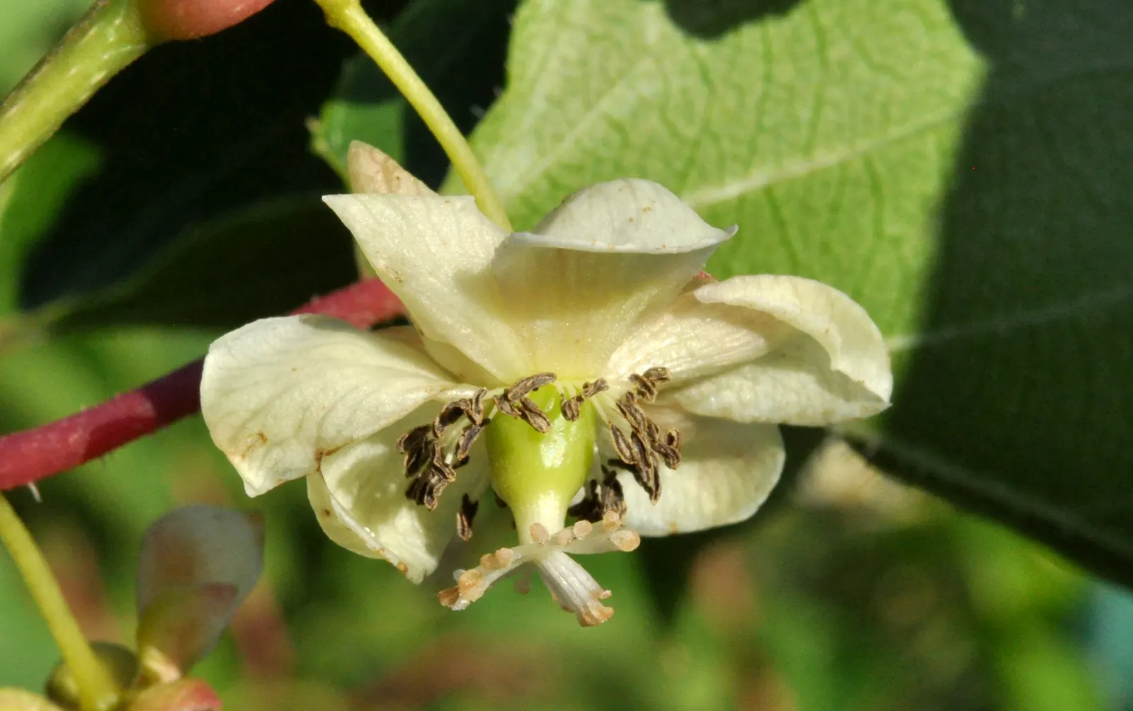Bower Or Hardy Actinidia (Actinidia Arguta) — paired with its ornamental and edible qualities
