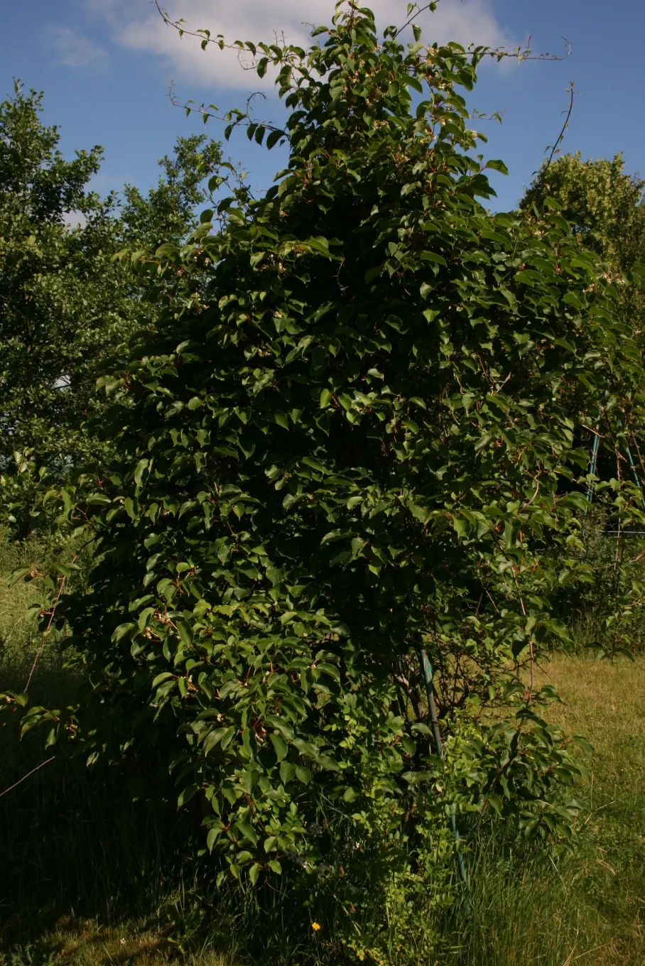 Bower Or Hardy Actinidia (Actinidia Arguta) — For optimal growth, it requires full sun to partial shade and well-drained soil