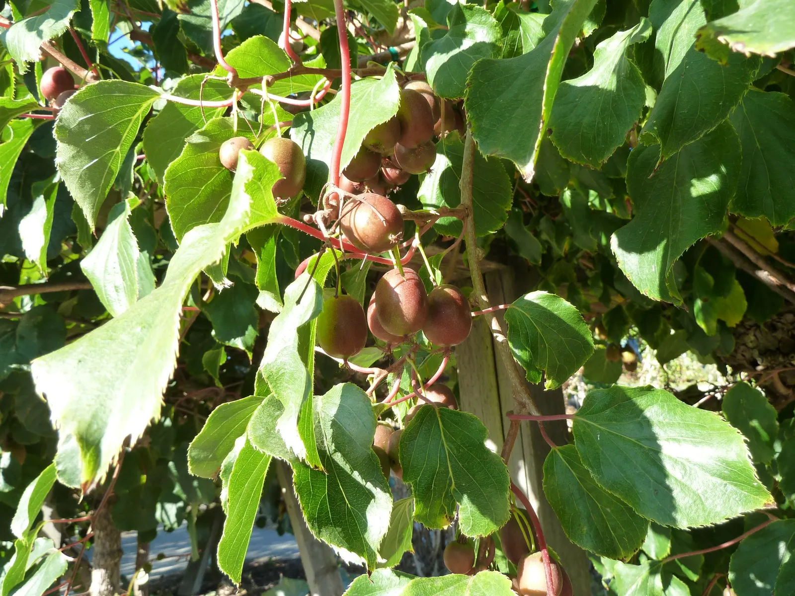 Bower Or Hardy Actinidia (Actinidia Arguta) — making it an excellent choice for colder climates