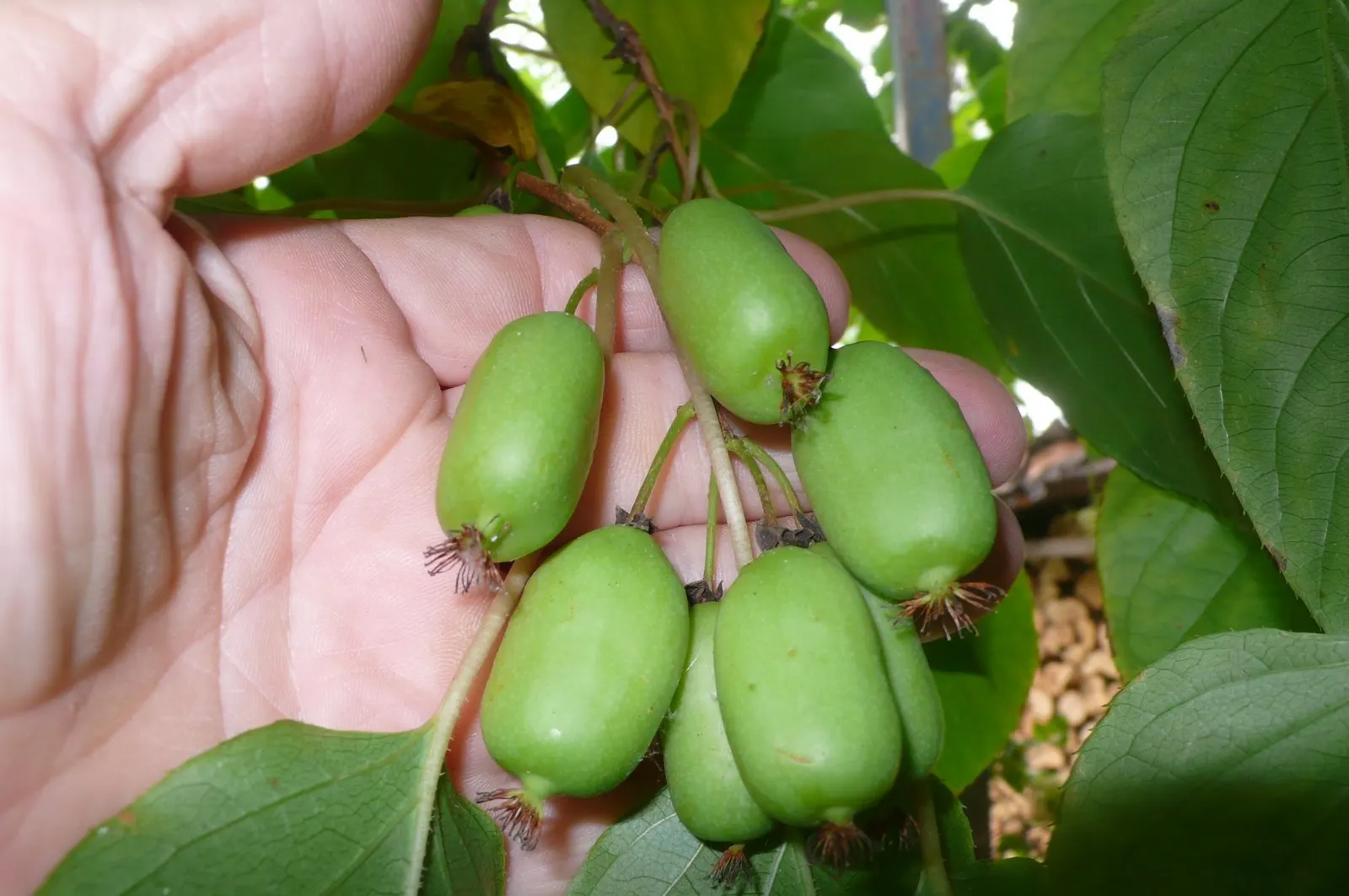 Bower Or Hardy Actinidia (Actinidia Arguta) — making it an excellent choice for colder climates; it produces male and female flowers on separate plants - hence