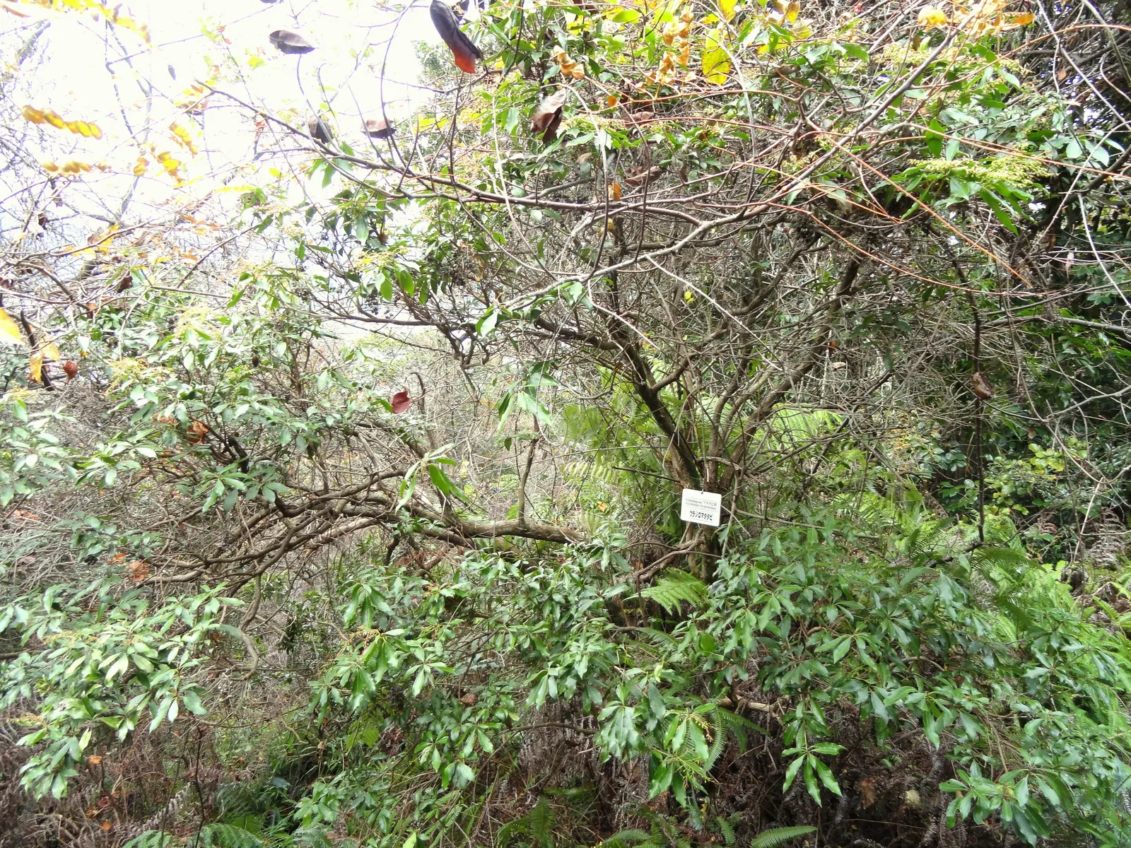 Bower Or Hardy Actinidia (Actinidia Arguta) — it's essential to plant both sexes within proximity for pollination