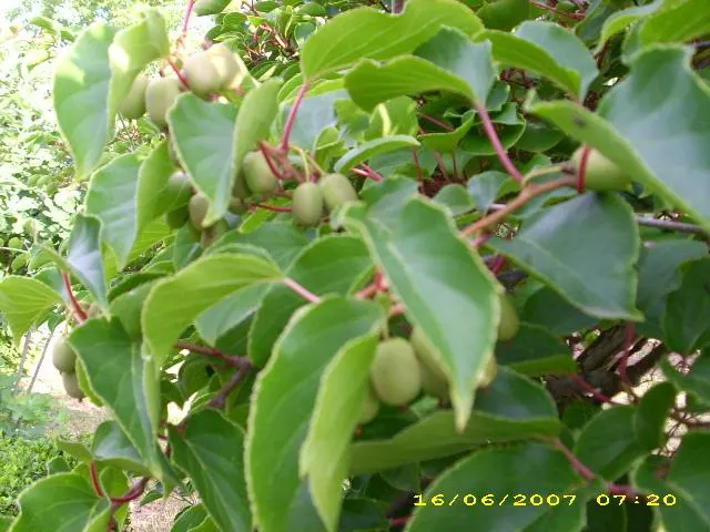 Bower Or Hardy Actinidia (Actinidia Arguta) — This cold-hardy plant can endure temperatures as low as -25°F, making it suitable for USDA Zones 4-8