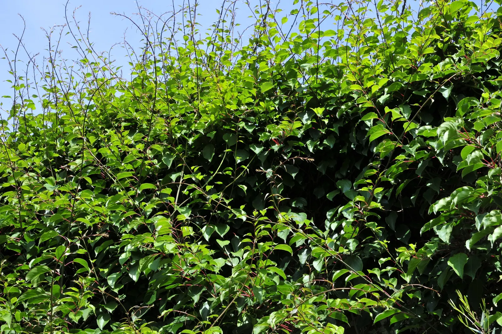 Bower Or Hardy Actinidia (Actinidia Arguta) — Its twining vines can stretch up to 40 feet long and about 10 feet wide